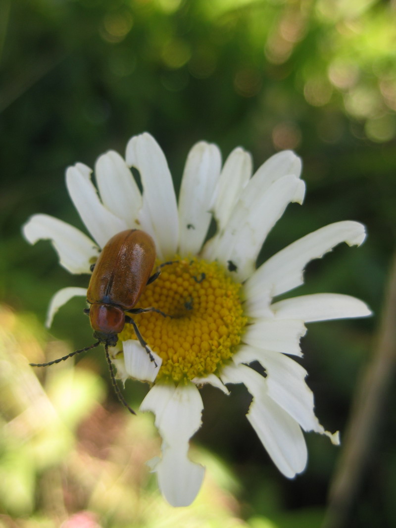 Exosoma lusitanicum